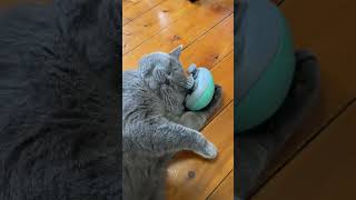 That's the spot! Cat massages own head