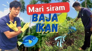 Pertanian Hutan | Cara Guna Baja Ikan