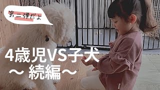 子犬VS子供のおもちゃ争奪戦ｐｔ2『ゴールデンドゥードル』