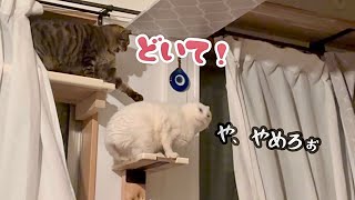 庭にやってくる最後の地域猫、リビングデビューしました！