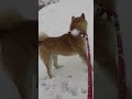 初めて雪を見た柴犬