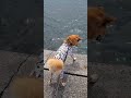 柴犬さん、海を眺める。