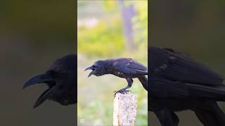 Crows Hold Grudges! Here's Why They're Smarter Than You Think!