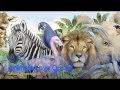 Animals Love Qur'an (By Dawud Wharnsby)