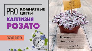 Каллизия Розато - близкий родственник традесканции | Розовое нежное комнатное растение