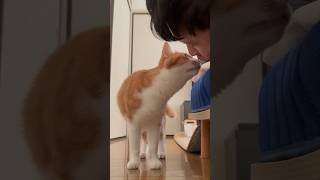 猫の記憶が飛んだ時。　#short