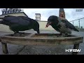 H.VIEW Captures: Ravens Hit and Run