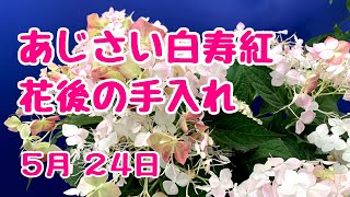 #あじさい  #白寿紅　花後の手入れ　2023年5月24日