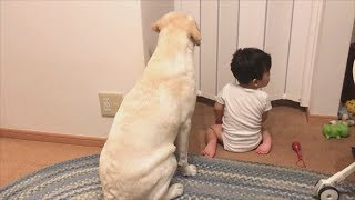 パパの帰りを待つバウとカズちん【ラブラドールと赤ちゃん1歳】Labrador \u0026 Baby