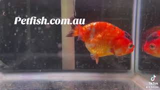 Large Ranchu @ Auction