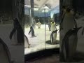 Sydney Aquarium Penguin Ride