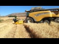 cosechando trigo en la vega de rebolledo con carlos alonso y sara perez