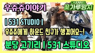 /꽃가루망치/ 우쥬쥬 이야기 - |애견카페| \