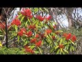 Tree Waratah. Native alternative to rhododendron.