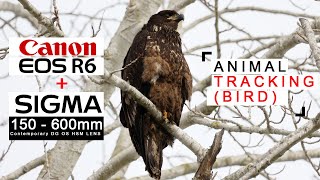 SIGMA 150-600mm CANON R6! - Wildlife Animal Tracking Review - 2022 - Pros and Cons