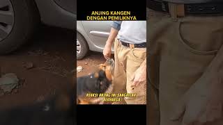 Kisah Sedih Anjing Ini Sudah Lama Tidak Bertemu Pemiliknya #dog #anjing #shorts #viral