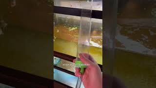 How to start a siphon for aquarium #shorts