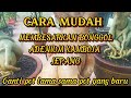 Cara Mudah|| Mempercantik|| Bonggol Adenium( By Adit Vlog Channel)