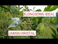 Ukuran PLASTIK BUNGKUS Jambu Kristal Yang Ideal