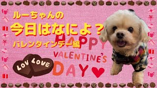 ルーちゃんの今日はなにしよ？バレンタインデー編 【関西弁でしゃべる犬】#369 Luke's Today's Valentine's Day Edition 【Dog talking 】