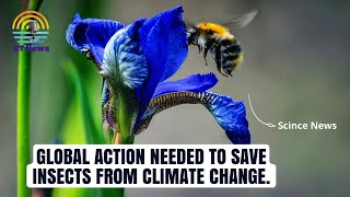 Climate Change Threatens Insect Survival: Urgent Global Action Needed to Preserve Ecosystems