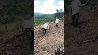 การทำนาบนดอย ปลูกข้าวดอย🌾 farm rice on mountain  山上种稻