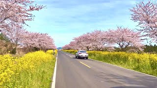 In spring, walk the most beautiful drive course in Jeju 【4K HDR】 Noksan-ro