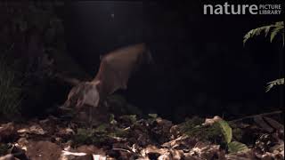 Greater mouse-eared bat (Myotis myotis) catching prey, Germany, captive