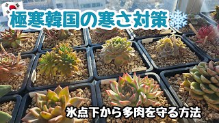 【多肉植物】極寒韓国の寒さ対策🥶氷点下から多肉を守る方法！【初心者】【韓国苗】