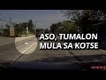 Asong tumalon mula sa kotse