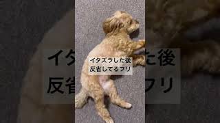 イタズラした後反省してるフリをする犬#ペット #犬 #マルプー