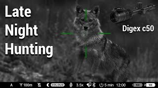 Late night hunting with night vision optics - golden European jackal (Canis aureus)