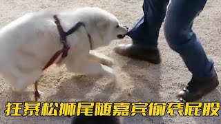 嚴重訓狗事故！ 嘉賓遭松獅犬偷襲屁股，就連訓犬師都被咬了