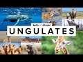 All 13 Ungulate Families (Odd & Even-Toed)