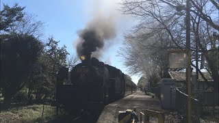 『C11325＋50系客車・快速 SLもおか[6001レ]』2018/10/7(真岡鐵道・多田羅駅 発車！｢多田羅踏切｣) # 真岡鉄道