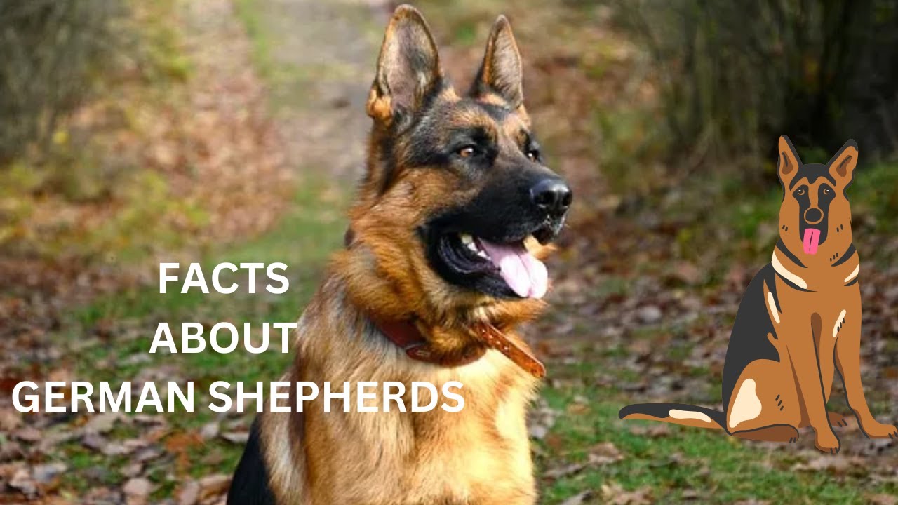 Facts About German Shepherd Youtube