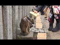 令和7年　金蛇水神社　初詣（1月9日午前）