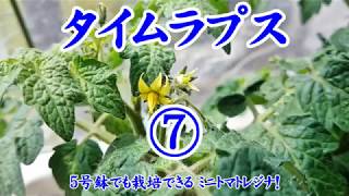 【野菜作り】ミニトマトレジナ栽培 7 /11 ＜タイムラプス＞