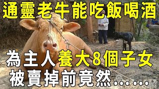 老牛竟然能通靈！能吃米飯能喝酒，為70歲主人養大8個子女，被賣掉前一個舉動感動了所有人【曉書說】