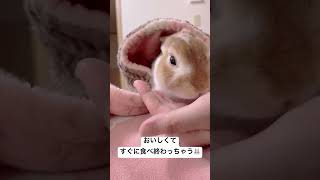 大好きなペレットがなくなった時のかわいすぎるうさぎの反応 #shorts #うさぎ