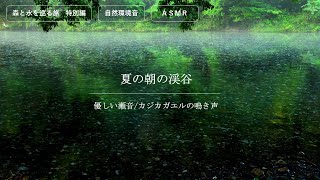 優しい流れの音とカジカガエルの鳴き声に包まれる　夏の朝の渓谷の風景