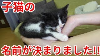 子猫の名前が決まりました！