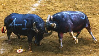 【4K】Miao people bullfighting, an original traditional culture.