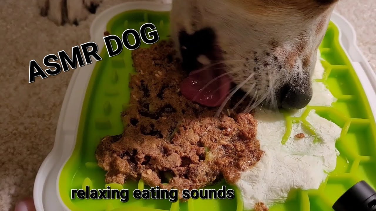 Asmr Dog Eating And Licking Frozen Juicy Canned Food And Joghurt On A