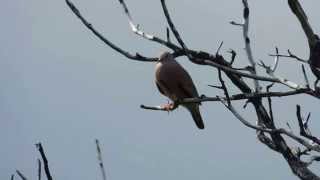 Common Ground Dove Calling