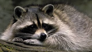 かわいい動物　タヌキの変装大作戦！   Cute animals: A raccoon dog's disguise