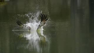 魚鷹 Osprey