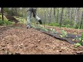 Planting Cabbage in Appalachia - Weed Barrier & Crop Cover