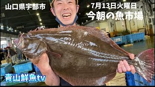 【魚市場】【天然ヒラメ】【朝セリ】今朝の魚市場7月13日火曜日の水揚げ状況！