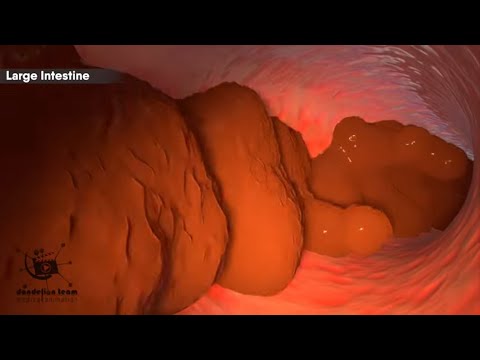 How food is processed in the body?